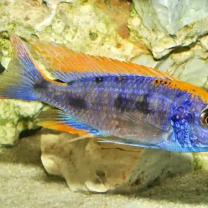 Schwefelkopf- oder Gelbstirn Maulbrüter (Otopharynx lithobates) Markenware